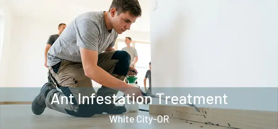  Ant Infestation Treatment White City-OR