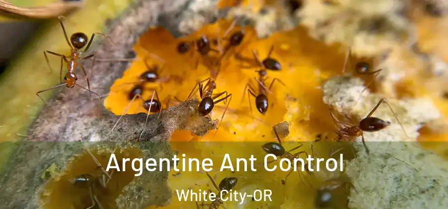 Argentine Ant Control White City-OR