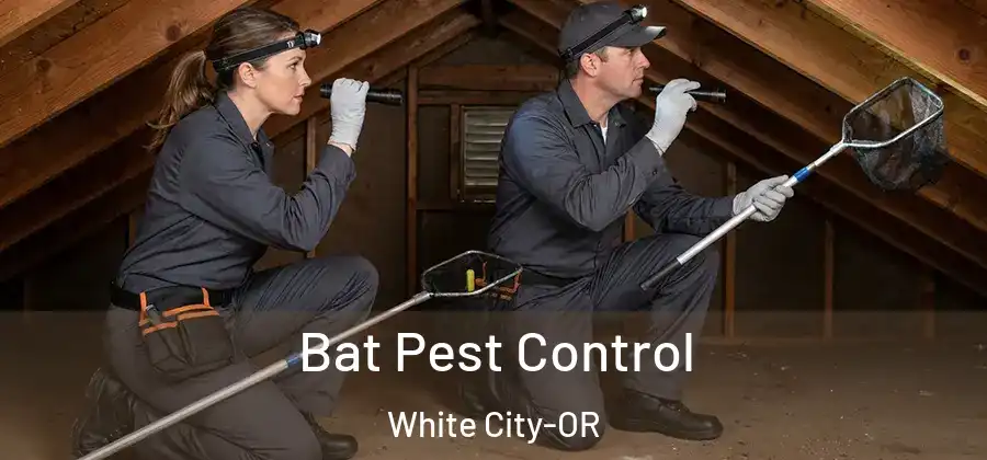  Bat Pest Control White City-OR