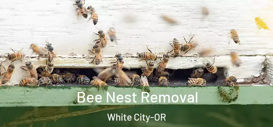 Bee Nest Removal White City-OR