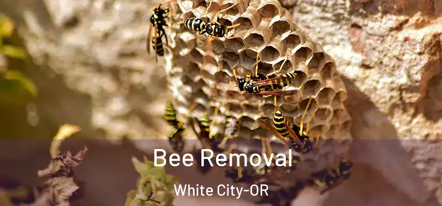 Bee Removal White City-OR