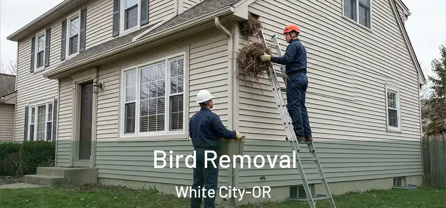 Bird Removal White City-OR