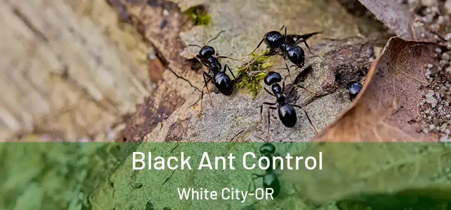  Black Ant Control White City-OR