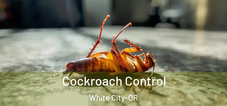  Cockroach Control White City-OR