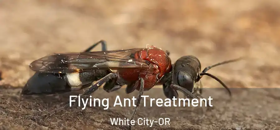 Flying Ant Treatment White City-OR