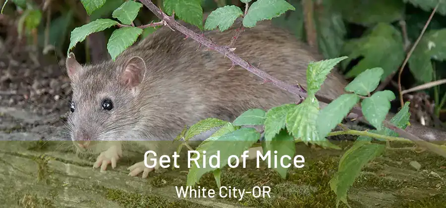  Get Rid of Mice White City-OR