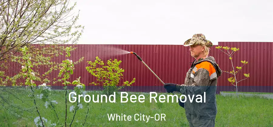 Ground Bee Removal White City-OR