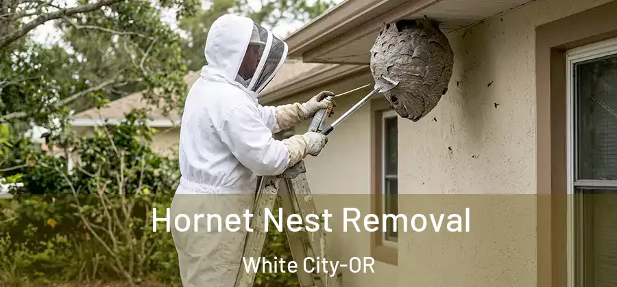  Hornet Nest Removal White City-OR