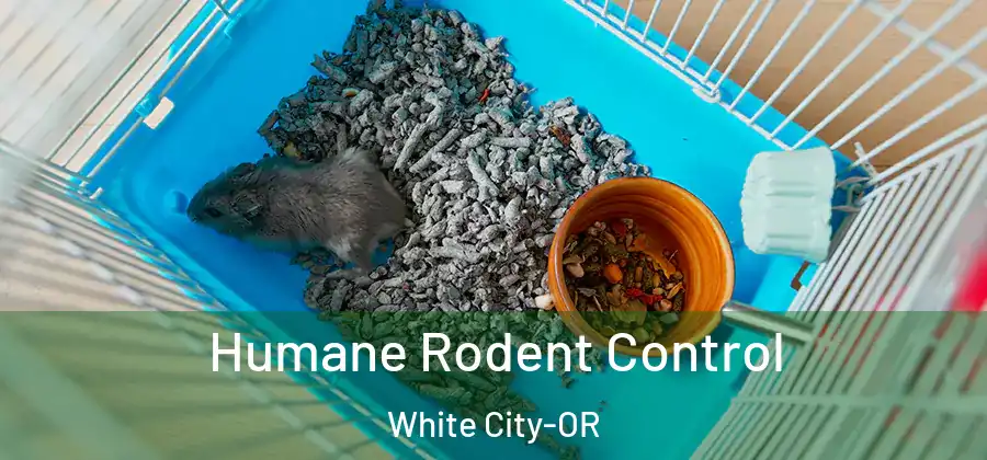 Humane Rodent Control White City-OR