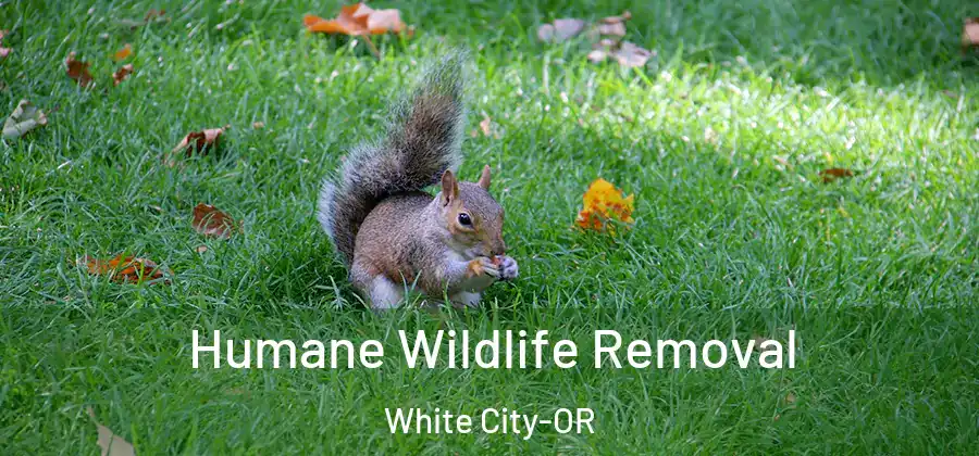  Humane Wildlife Removal White City-OR