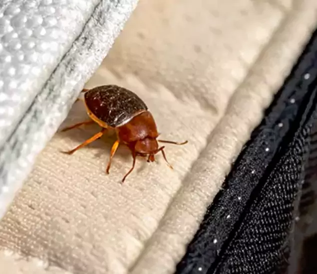 Trusted Bed Bug Prevention Specialists in White City, OR