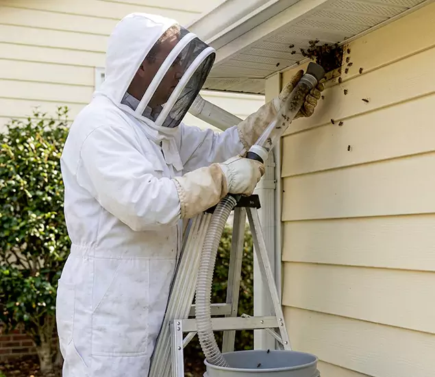 Your Affordable Bee Removal Company in White City, OR
