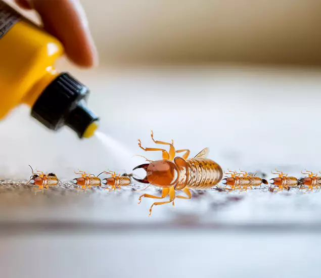Reliable Bora Care Termite Experts in White City, OR