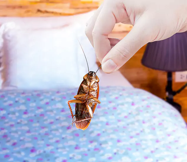 Expert Roach Control Services: Your Cockroach Pest Control in White City, OR