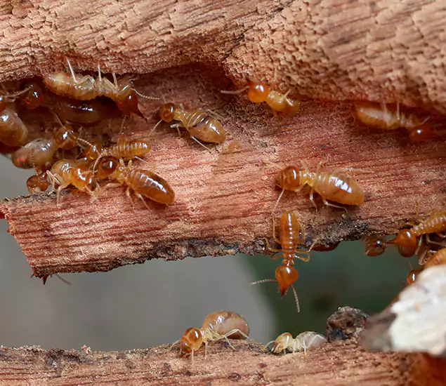 About Our Drywood Termite Treatment Experts in White City, OR