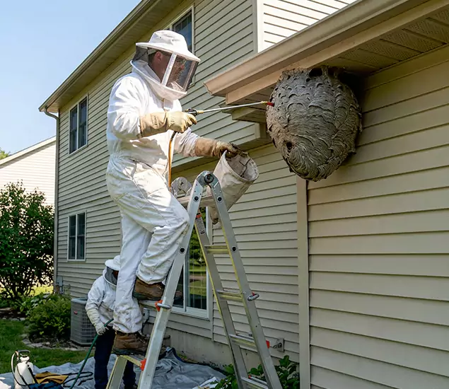 Expert Wasp Nest Removal: Your Local Wasp Nest Removal Company in White City, OR