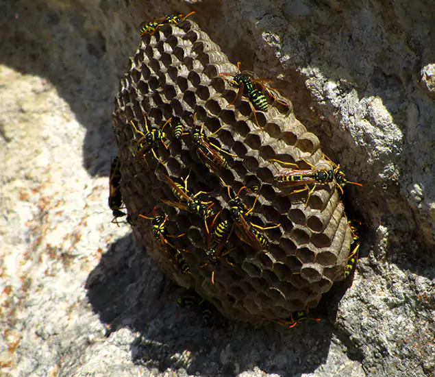 Your Local Hornet Removal Company in White City, OR