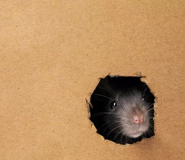 Rats in Attic Removal Experts in White City, OR
