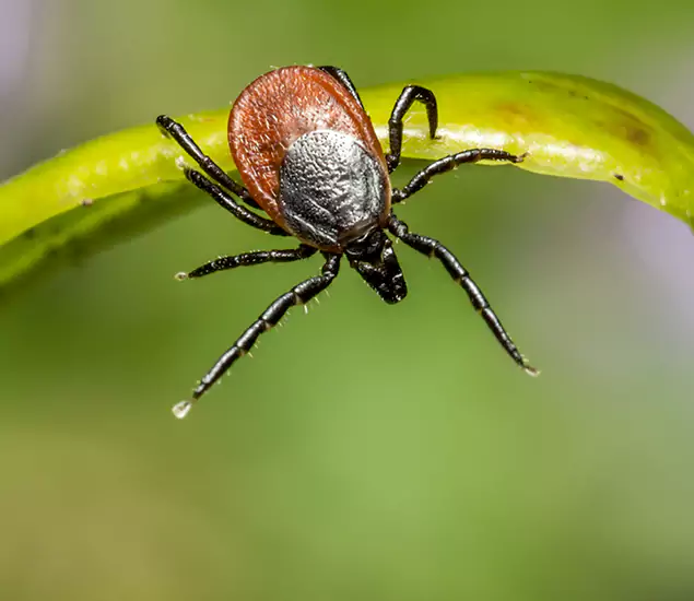 Your Trusted Tick Pest Control in White City, OR