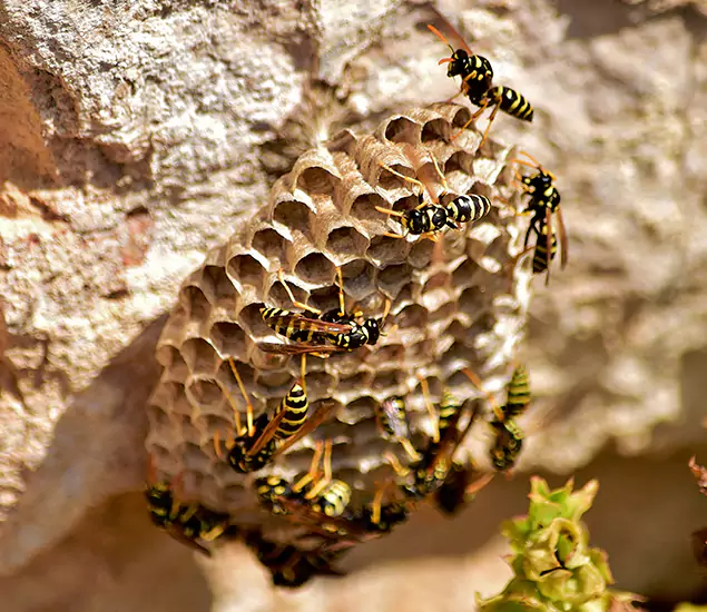 Your Best Wasp Removal Company in White City, OR