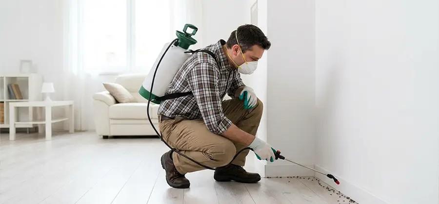Seasonal Ant Infestation Control in White City