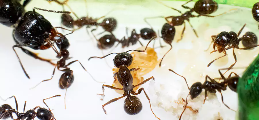 Argentine Ant Barrier Treatment in White City