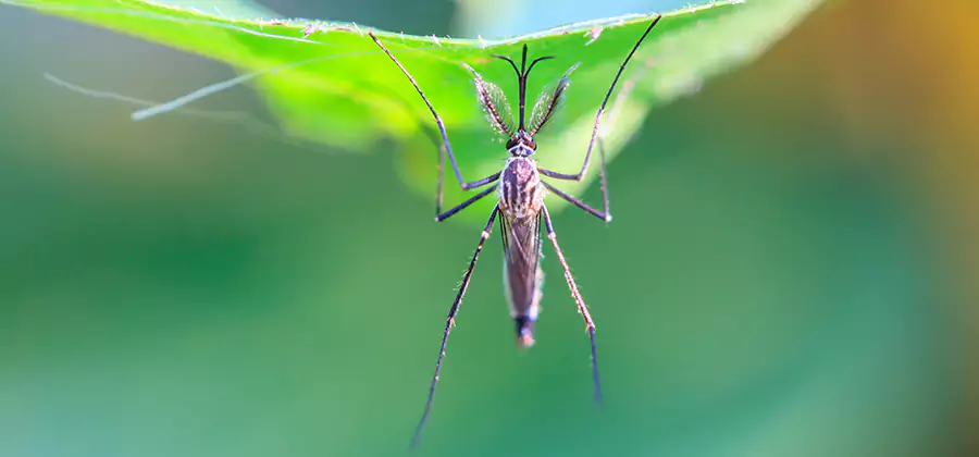Natural Mosquito Spray for Yard in White City