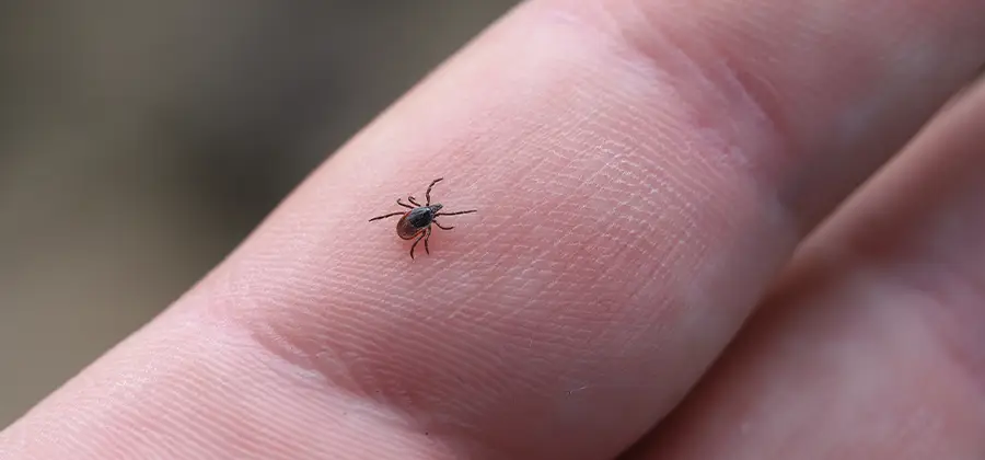 Infection Prevention for Bed Bug Bites in White City