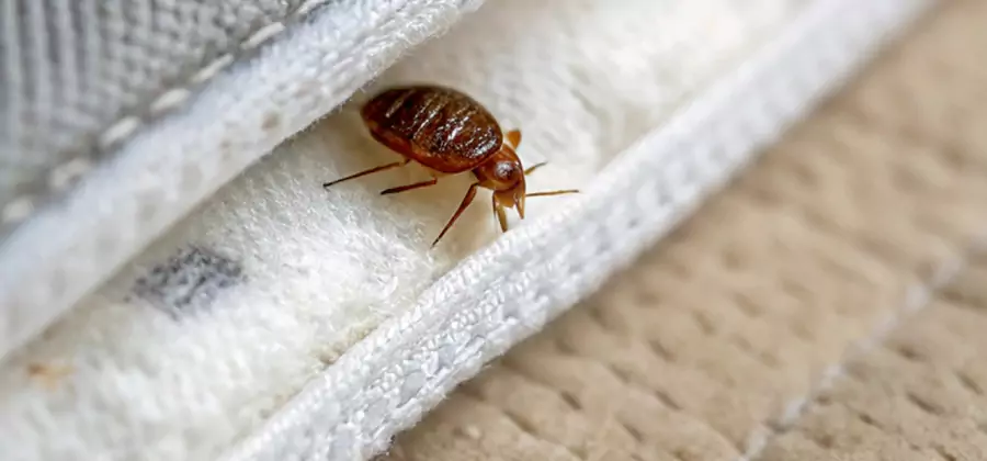 Tenting Bed Bug Fumigation in White City