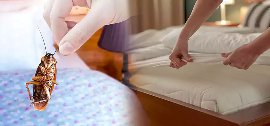 Bed Bug Home Extermination Service in White City