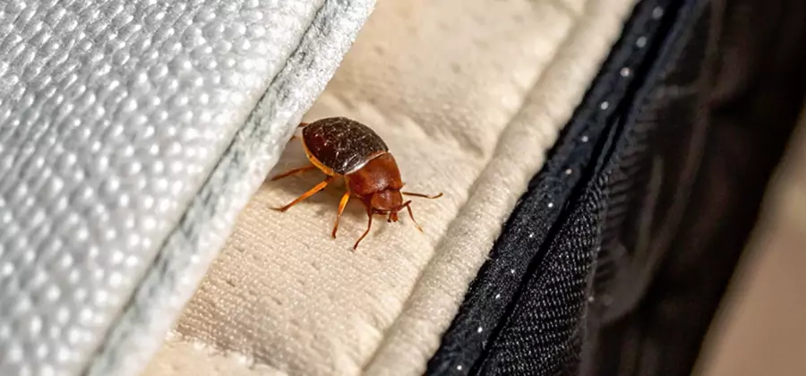 Commercial Bed Bug Control in White City