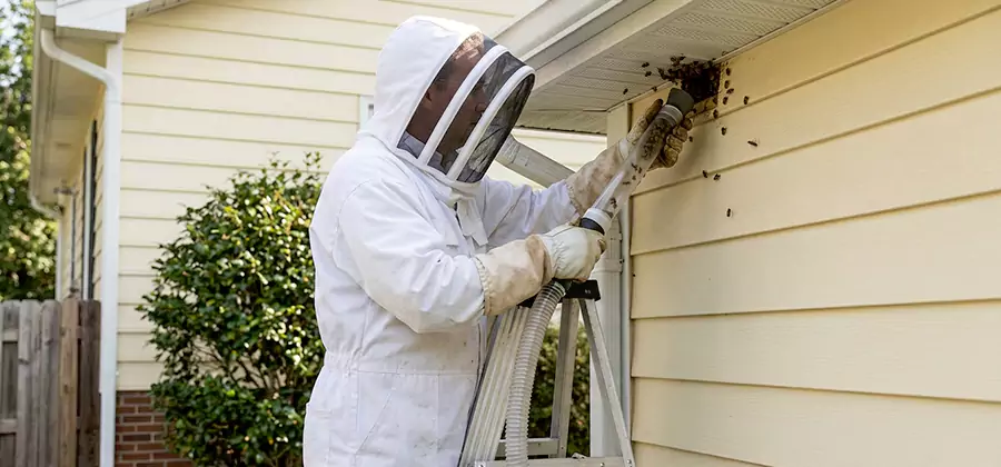 Ground Bee Removal in White City