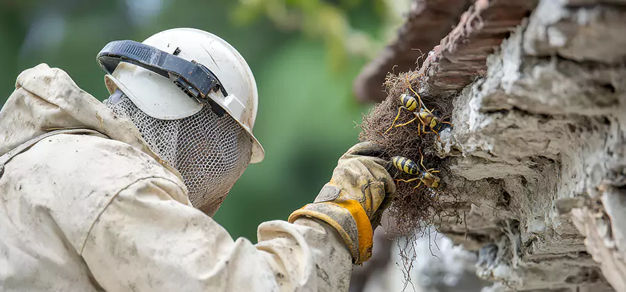 Bee and Wasp Hornet Removal in White City
