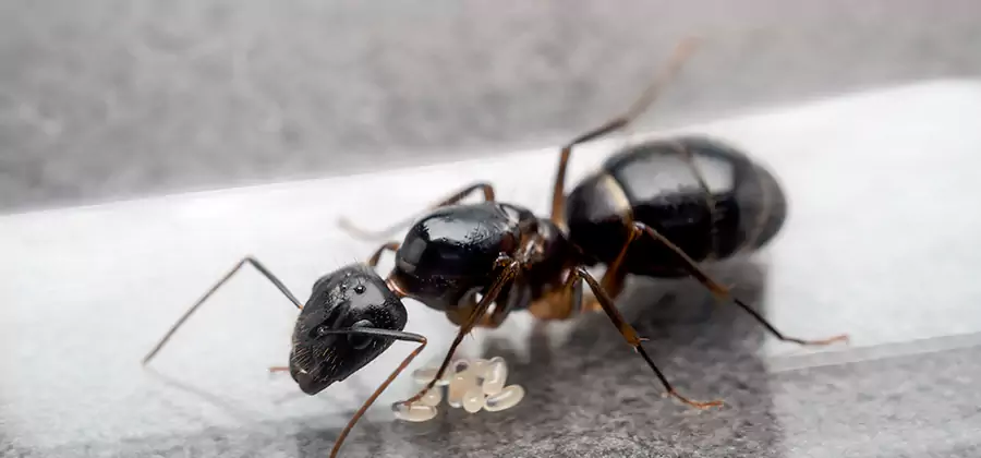 Black Ants in Kitchen Elimination in White City