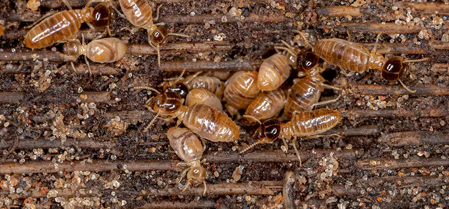 Bora Care Residential Termite Control in White City