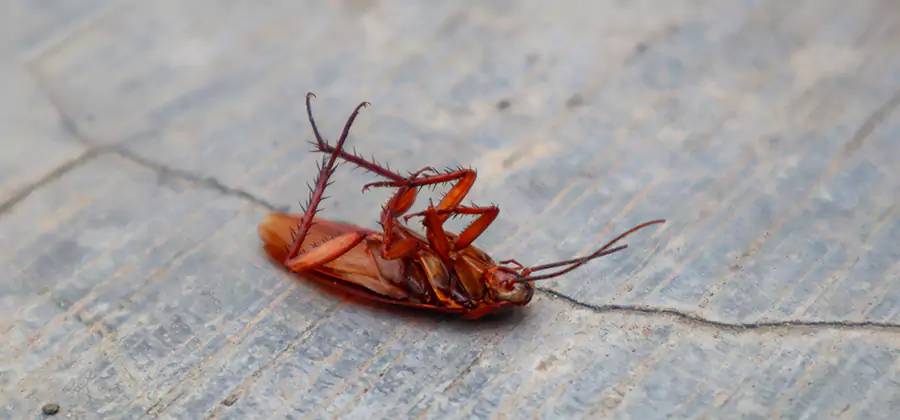 Cockroach Eradication for Commercial Properties in White City