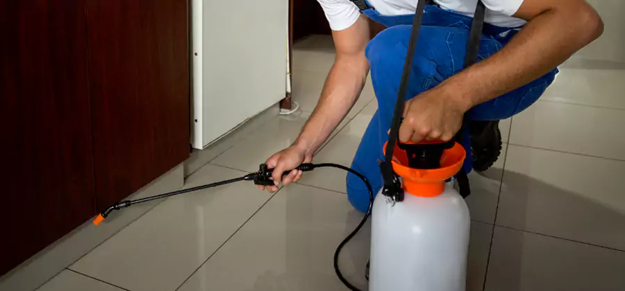 Palmetto Bug Exterminator in White City