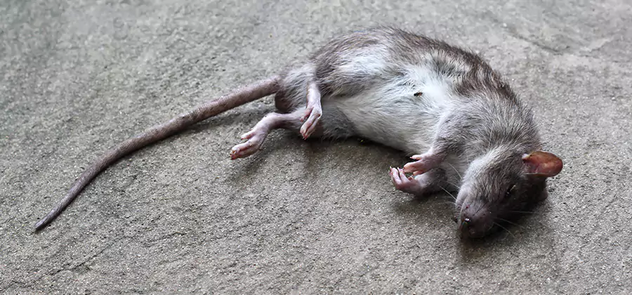 Dead Rat Disposal in White City