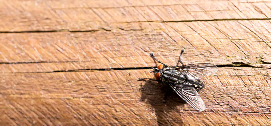 Flying Ant Barrier Treatment in White City