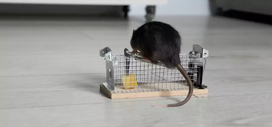 Mice in Attic Removal White City