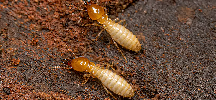 Structural Heat Termite Treatment in White City