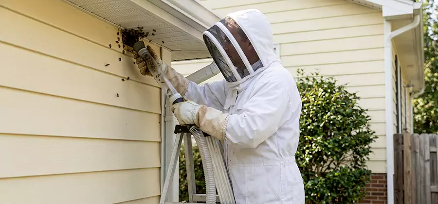 Wasp Nest in Wall Removal in White City
