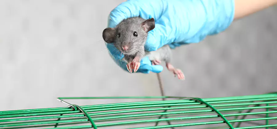 Humane Rat Trapping in White City