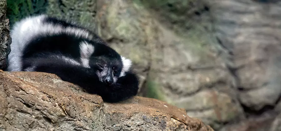 Humane Skunk Removal in White City