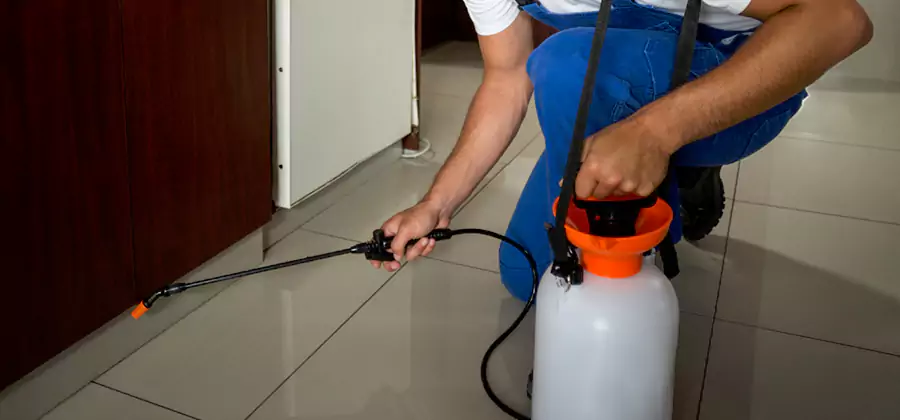 Indoor Insect Killer Solutions in White City