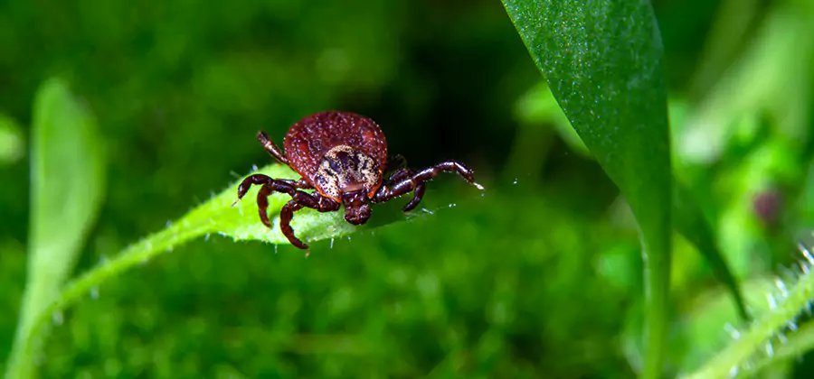 Tick Prevention for Yard in White City