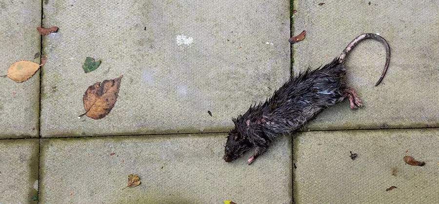 Mice in the Attic Removal in White City