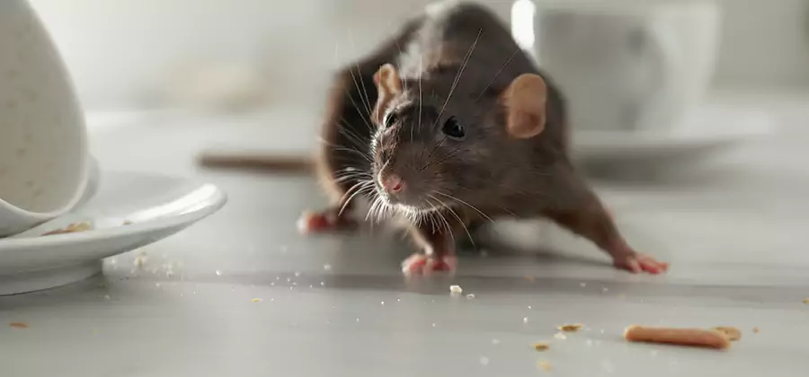 Rodent Feces Removal in White City