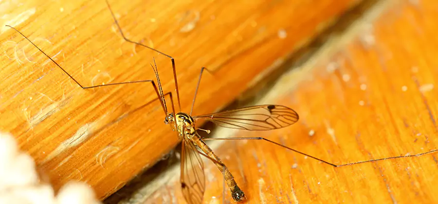 Exterior Mosquito Control in White City
