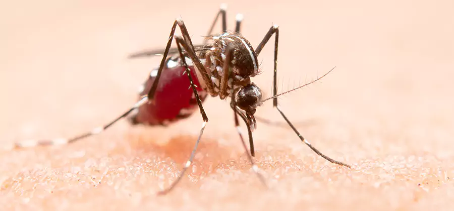 Indoor Mosquito Killer and Interior Control in White City